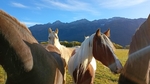 koně na ranči v Glenorchy