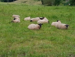 Jedenáct ovcí s černou hlavou odpočívají na zelené louce