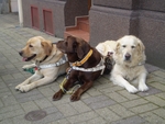 Český rozhlas Dvojka byl na návštěvě ve Středisku výcviku vodících psů